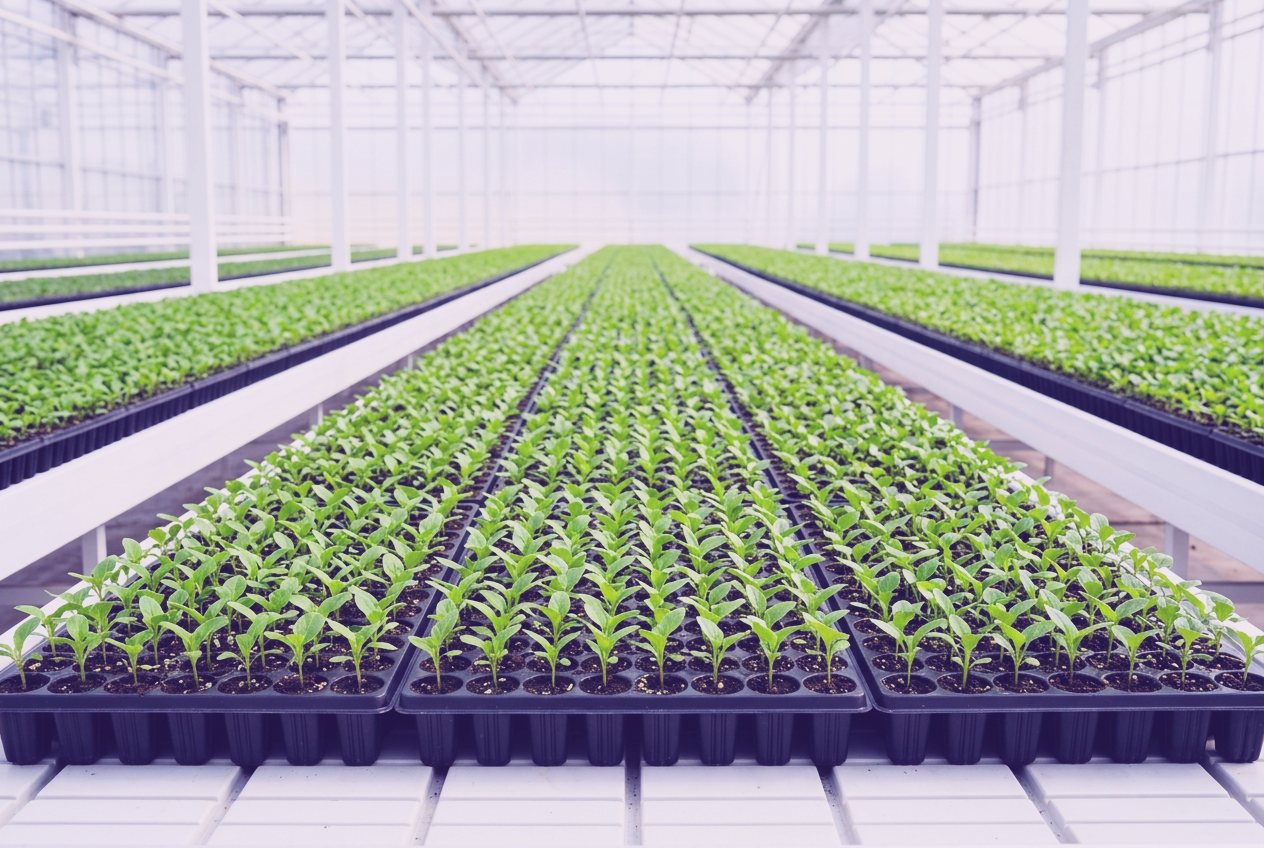 Plug trays of Stage III liners on a greenhouse bench