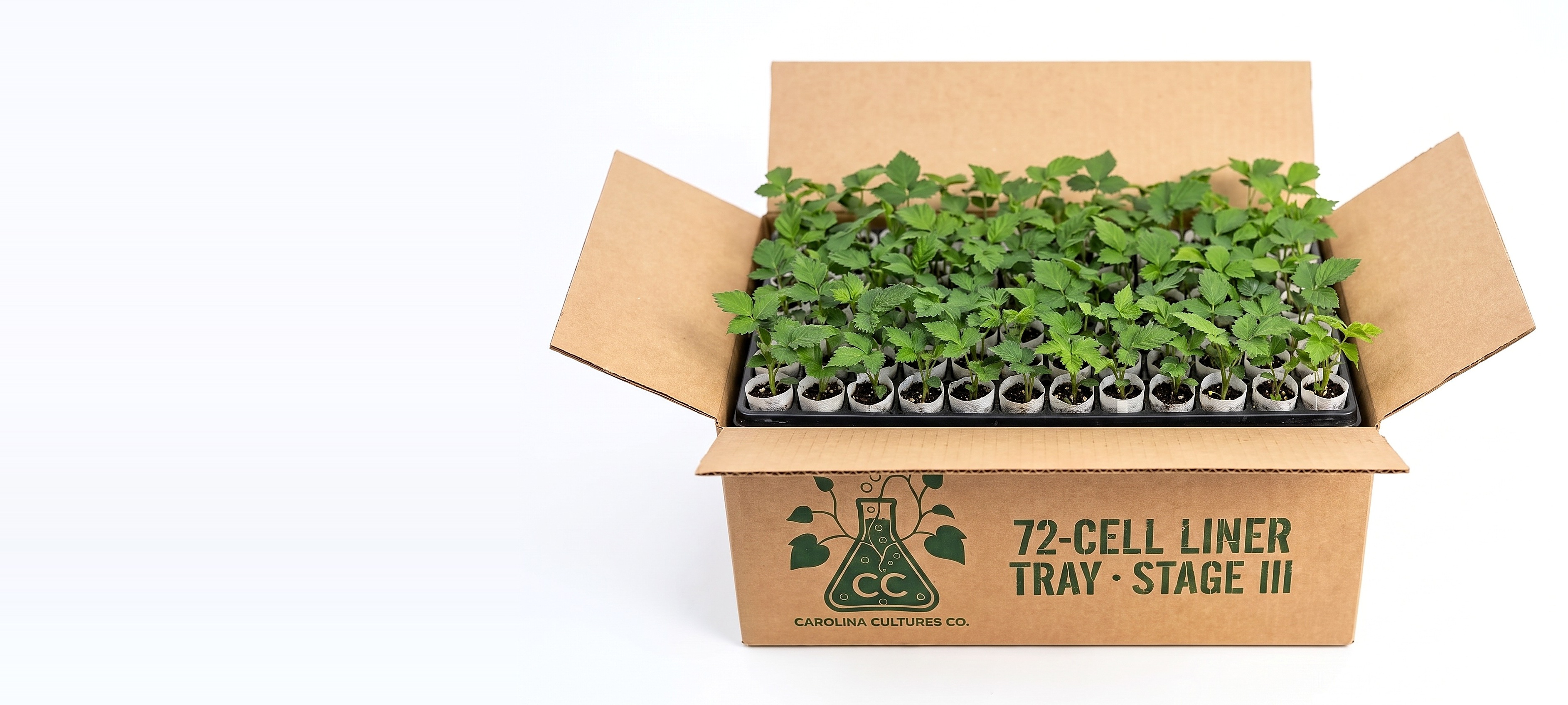 Stage III blackberry liner tray shipped in a Carolina Cultures Co. box